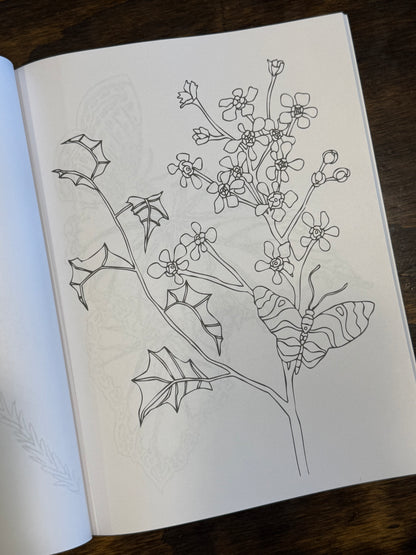 Butterfly Coloring Book